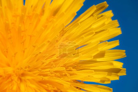 Yellow dandelion on a blue sky background