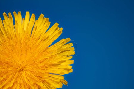 Yellow dandelion on a blue sky background