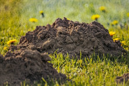 Mole poussé hors du sol et fait des tas de terre