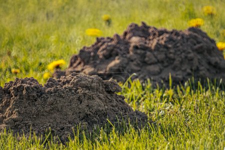 Mole poussé hors du sol et fait des tas de terre