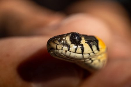 A detailed close-up of a snake's head, focusing on its forked tongue and scales. The snake is being gently held, with a blurred background providing copy space.