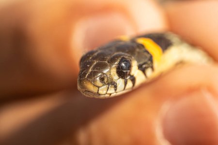 Gros plan détaillé de la tête d'un serpent, en se concentrant sur sa langue fourchue et ses écailles. Le serpent est tenu doucement, avec un arrière-plan flou fournissant un espace de copie.