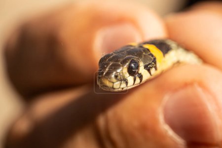 A detailed close-up of a snake's head, focusing on its forked tongue and scales. The snake is being gently held, with a blurred background providing copy space.