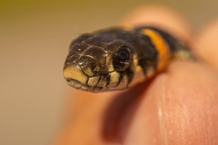 Gros plan détaillé de la tête d'un serpent, en se concentrant sur sa langue fourchue et ses écailles. Le serpent est tenu doucement, avec un arrière-plan flou fournissant un espace de copie.