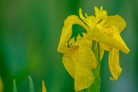 vibrant yellow iris flower in full bloom against a blurred green background, offering ample copy space. The petals and intricate details of the flower are clearly visible.
