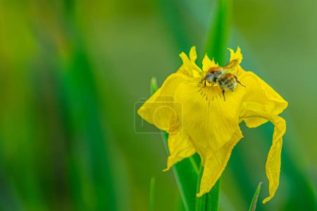 bumblebee perched on a vibrant yellow iris flower, set against a blurred green background with ample copy space. The bee's details and flowers textures are prominently visible.