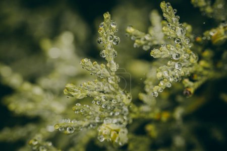 Fotografía macro de gotas de agua delicadamente aferradas al follaje verde perenne, destacando detalles y texturas intrincadas. Fondo borroso.