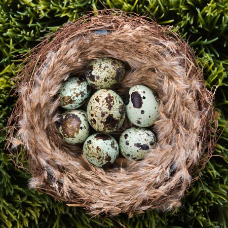 Photo for Eggs in nest, close up - Royalty Free Image