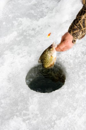 Photo for "Pulling sunfish through ice hole" - Royalty Free Image