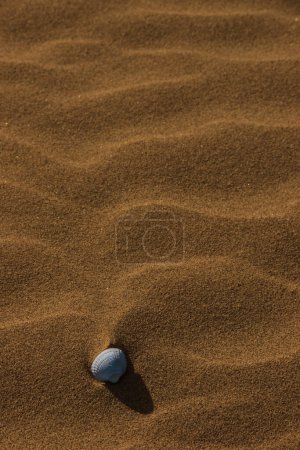 Photo for Seashell on sandy beach coast - Royalty Free Image