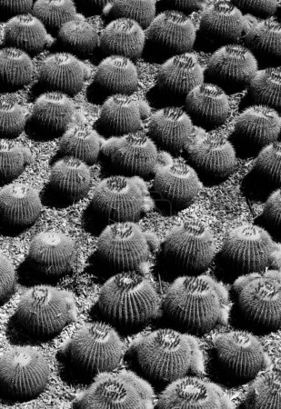 Photo for Cactus Field in black and white - Royalty Free Image