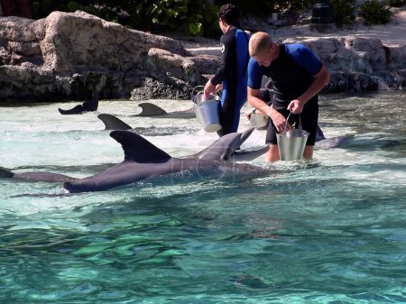 Téléchargez les photos : Les dauphins et les travailleurs dans le dauphin. - en image libre de droit