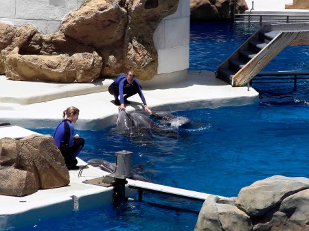 Téléchargez les photos : Les dauphins et les travailleurs dans le dauphin. - en image libre de droit
