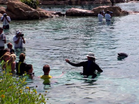Téléchargez les photos : Les gens nagent avec les dauphins - en image libre de droit