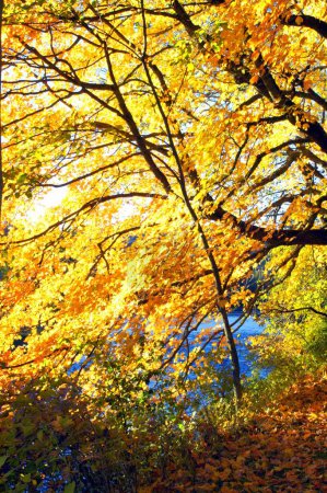 Téléchargez les photos : Beau paysage en saison d'automne - en image libre de droit