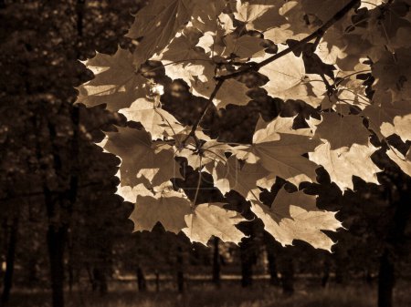 Photo for Autumn maple tree leaves background. - Royalty Free Image
