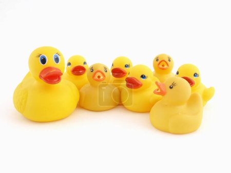 Photo for Group of small yellow rubber ducks on white background - Royalty Free Image
