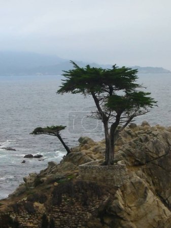 Photo for Tree on the rock of the sea - Royalty Free Image