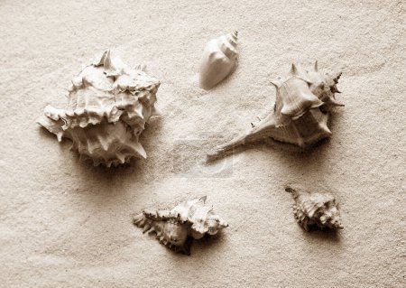 Foto de Conchas de mar en la playa de arena húmeda - Imagen libre de derechos