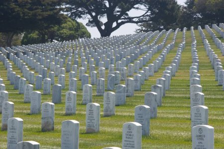 Photo for Memorial Day concept. Military cemetery - Royalty Free Image