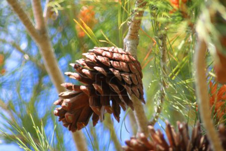 Photo for Pine Cone on tree branch - Royalty Free Image