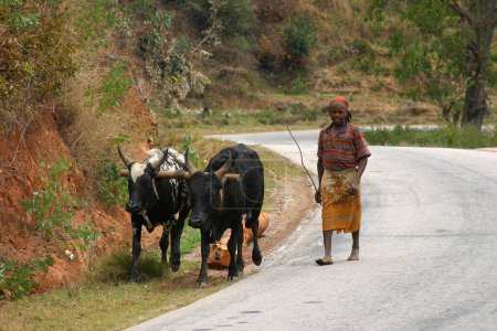 Téléchargez les photos : Femme africaine ramenant le bétail à la maison - en image libre de droit