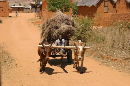 Foto de Oxcart con niños en Madagascar - Imagen libre de derechos