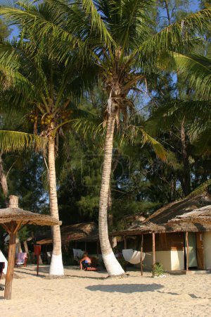 Photo for Palms on tropical beach - Royalty Free Image