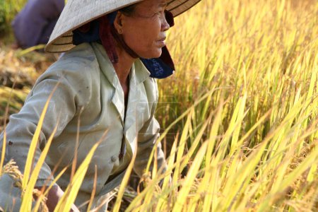 Photo for Woman in the rice field - Royalty Free Image