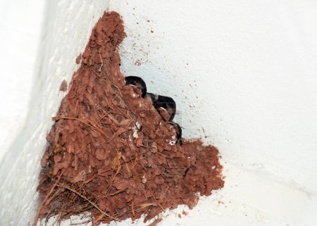 Photo for Swallow nest on background, close up - Royalty Free Image
