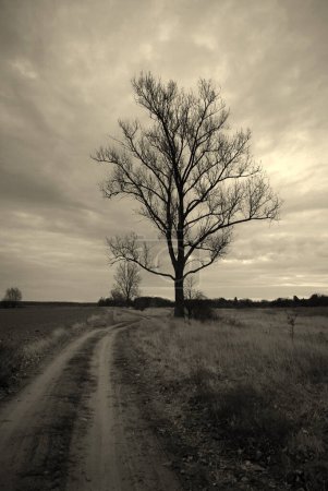 Téléchargez les photos : Scène rurale avec des arbres solitaires dans le champ - en image libre de droit