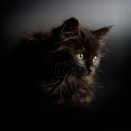 Téléchargez les photos : Belle vue rapprochée de Kitten - en image libre de droit
