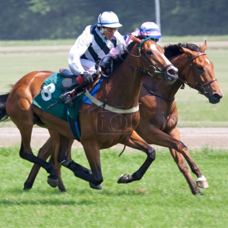 Téléchargez les photos : Compétition de courses de chevaux sur le terrain - en image libre de droit