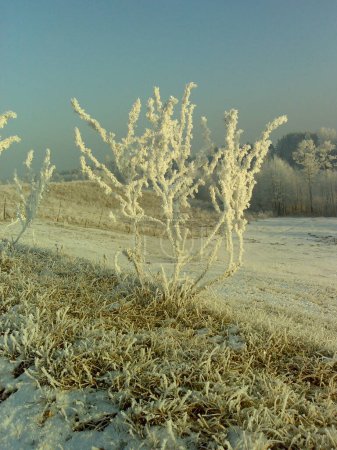 Téléchargez les photos : Absinthe et glace sur fond de nature - en image libre de droit