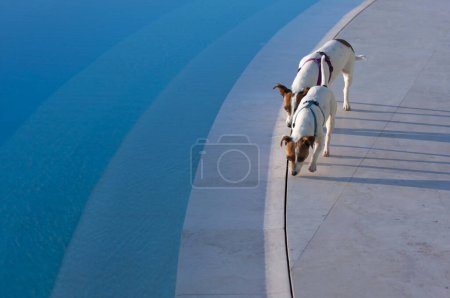 Téléchargez les photos : Deux chiens près de la piscine. - en image libre de droit