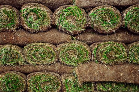 Photo for Rolled sod on background, close up - Royalty Free Image