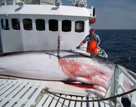Téléchargez les photos : Whaling on boat in North Sea - en image libre de droit