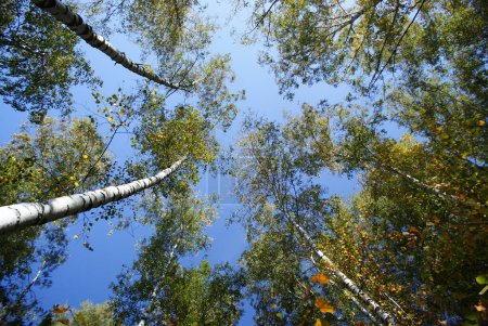 Foto de Bosque de otoño contra el cielo azul - Imagen libre de derechos
