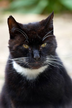 Téléchargez les photos : Mignon noir chat regarder caméra - en image libre de droit