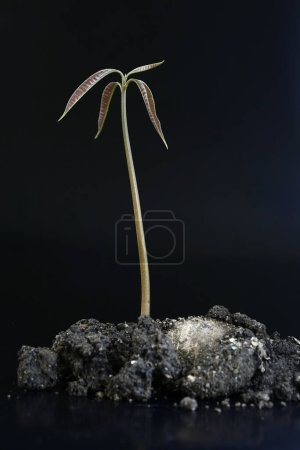Photo for New Life concept, the growing plant - Royalty Free Image