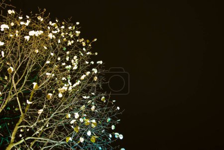 Téléchargez les photos : Vue du bas de l'arbre la nuit - en image libre de droit
