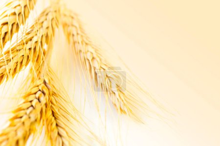 Photo for Wheat ears, close up - Royalty Free Image