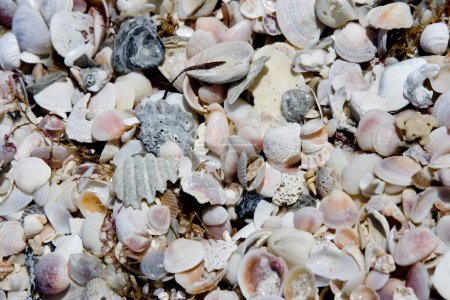 Téléchargez les photos : Coquillages et coquillages fond. coquilles de mer sur fond de sable - en image libre de droit
