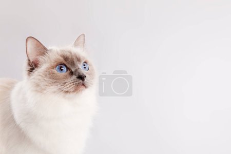 Foto de Ragdoll gato sobre gris claro - Imagen libre de derechos