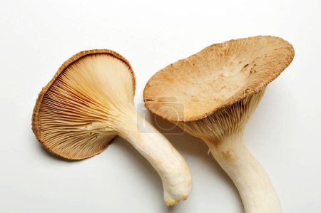Photo for Mushrooms and champignons on a white background. - Royalty Free Image