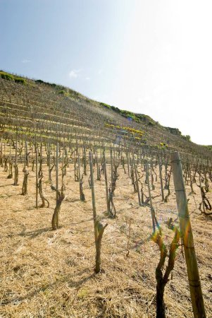 Téléchargez les photos : Groeing vignoble à la campagne pendant la saison de printemps - en image libre de droit