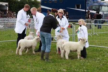 Téléchargez les photos : Jeune fille avec des adultes montrant des agneaux à un spectacle de comté dans le Derbyshire 2008 - en image libre de droit