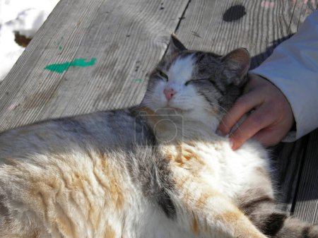 Foto de The cat is resting on a bench - Imagen libre de derechos
