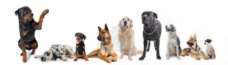 Téléchargez les photos : Groupe de chien devant un fond blanc - en image libre de droit