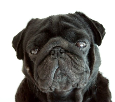 Téléchargez les photos : Drôle de chien portrait en gros plan - en image libre de droit